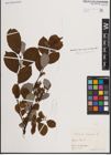 Foto von Salix caprea L.
